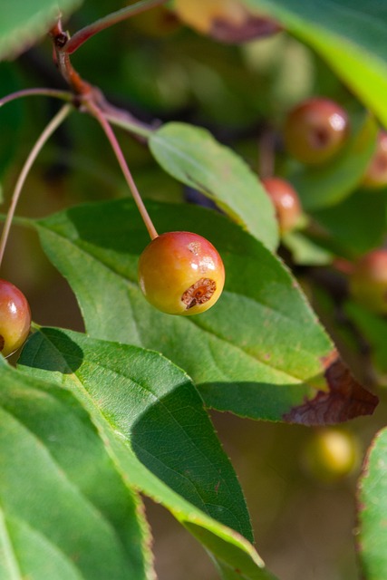 来以精明而 来以精明而